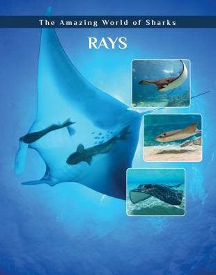 Cover for Elizabeth Roseborough · Rays - Amazing World of Sharks (Hardcover Book) (2018)