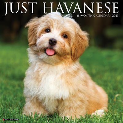 Willow Creek Press · Just Havanese 2025 12 X 12 Wall Calendar (Calendar) (2024)