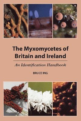 Cover for Bruce Ing · The Myxomycetes of Britain and Ireland: An Identification Handbook (Paperback Book) (2024)