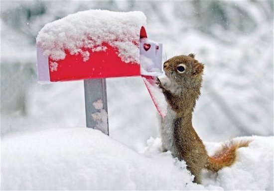 Squirrel's Greetings Notecards - Nancy Rose - Livres - Galison - 9780735341296 - 16 septembre 2014