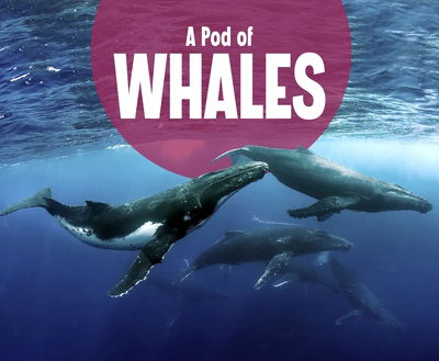 Cover for Lucia Raatma · A Pod of Whales - Animal Groups (Hardcover Book) (2020)