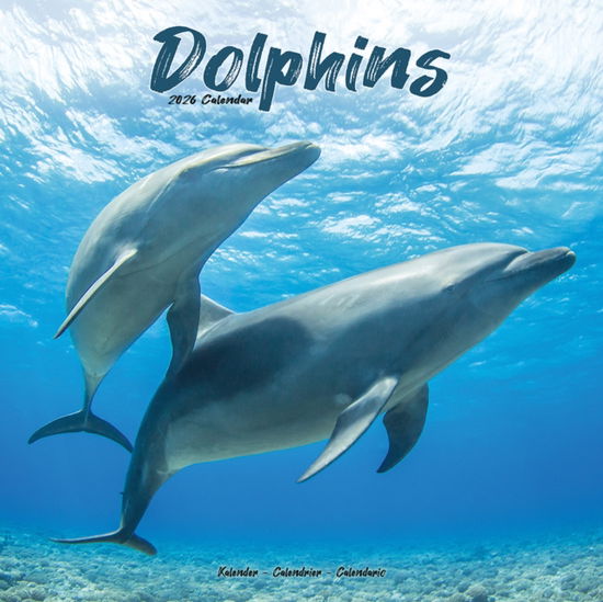 Cover for Dolphins Calendar 2026  Square Animal Wall Calendar - 16 Month (Calendar) (2025)
