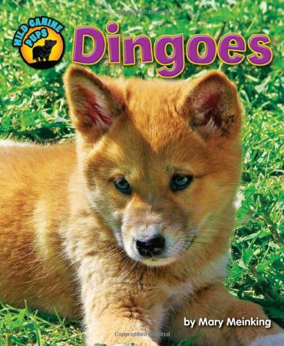 Cover for Mary Meinking · Dingoes (Wild Canine Pups) (Hardcover Book) (2014)