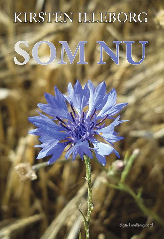 Cover for Kirsten Illeborg · Som nu (Hæftet bog) [1. udgave] (2025)