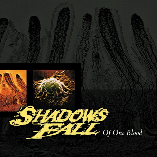 Cover for Shadows Fall · Of One Blood (Blood Red Vinyl) (LP) (2020)
