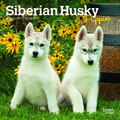 Browntrout · Siberian Husky Puppies 2023 Mini 7x7 (Kalender) (2022)