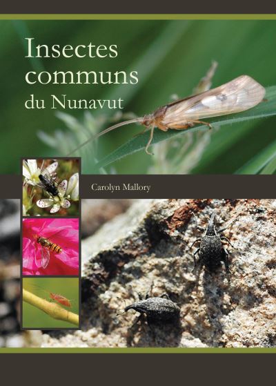 Cover for Carolyn Mallory · Insectes communs du Nunavut (Paperback Book) [French edition] (2015)