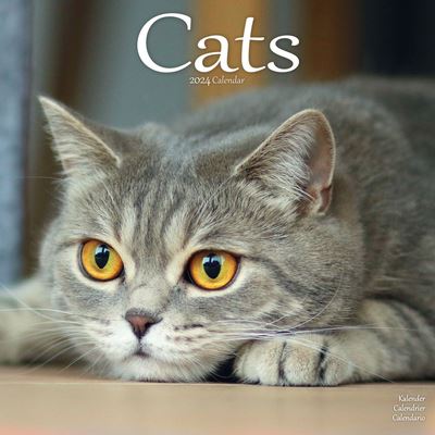 Cats Calendar 2024  Square Cat Wall Calendar - 16 Month - Avonside Publishing Ltd - Merchandise - Avonside Publishing Ltd - 9781804601303 - July 1, 2023