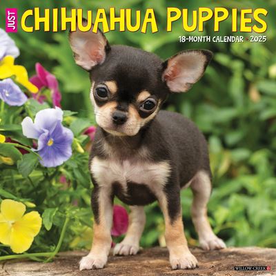 Just Chihuahua Puppies 2025 12 X 12 Wall Calendar - Willow Creek Press - Merchandise - Willow Creek Press Calendars - 9781549242304 - September 10, 2024