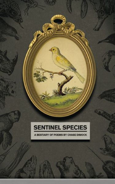 Cover for Chase Dimock · Sentinel Species (Paperback Book) (2020)