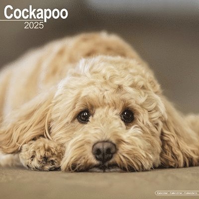 Cover for Cockapoo Calendar 2025 Square Dog Breed Wall Calendar - 16 Month (Kalender) (2024)