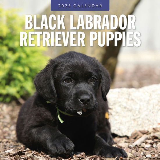 Cover for Red Robin · Black Labrador Retriever Puppies 2025 Square Wall Calendar (Paperback Book) (2024)