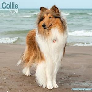 Cover for Collie Calendar 2026  Square Dog Breed Wall Calendar - 16 Month (Calendar) (2025)