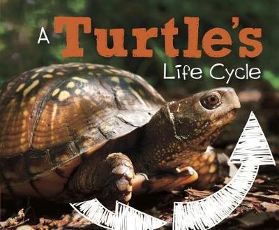 Cover for Mary R. Dunn · A Turtle's Life Cycle - Explore Life Cycles (Hardcover Book) (2017)