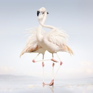 Cover for Rustie · Green Language (LP) [Standard edition] (2014)