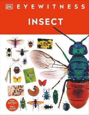 Cover for Dk · Insect - DK Eyewitness (Innbunden bok) (2023)