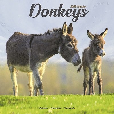 Cover for Donkeys Calendar 2025 Square Animal Wall Calendar - 16 Month (Kalender) (2024)