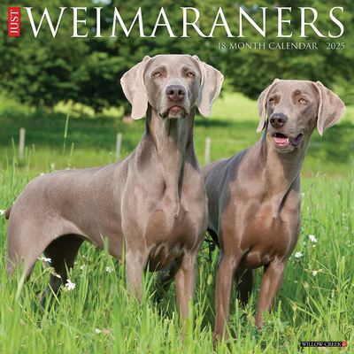 Just Weimaraners 2025 12 X 12 Wall Calendar - Willow Creek Press - Merchandise - Willow Creek Press Calendars - 9781549245312 - 10 september 2024