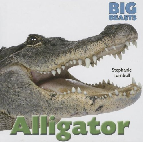 Cover for Stephanie Turnbull · Alligator (Big Beasts) (Hardcover Book) (2013)