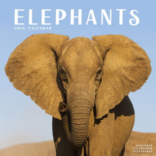 Cover for Elephants Calendar 2026  Square Wildlife Safari Wall Calendar - 16 Month (Calendar) (2025)