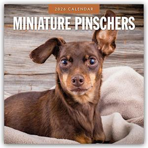 Cover for Red Robin · Miniature Pinschers 2026 Square Wall Calendar (Paperback Book) (2025)