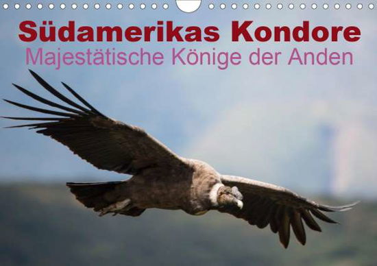 Südamerikas Kondore - Majestätische - Bob - Książki -  - 9783670533313 - 