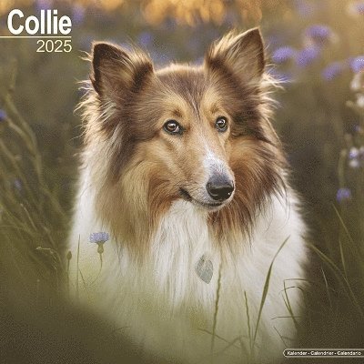 Cover for Collie Calendar 2025 Square Dog Breed Wall Calendar - 16 Month (Kalender) (2024)