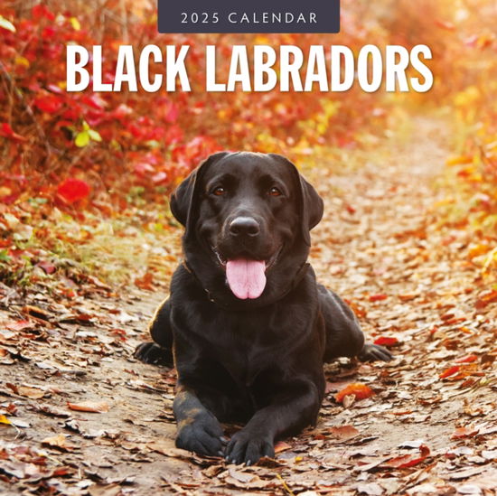 Cover for Red Robin · Black Labradors 2025 Square Wall Calendar (Paperback Book) (2024)