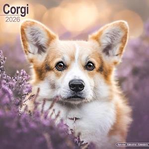 Cover for Corgi Calendar 2026  Square Dog Breed Wall Calendar - 16 Month (Calendar) (2025)