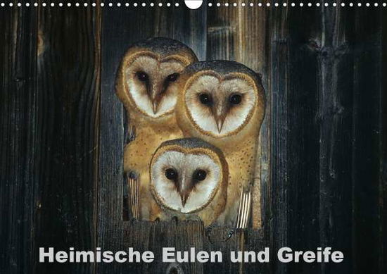 Cover for Bachmeier · Heimische Eulen und Greife (W (Book)