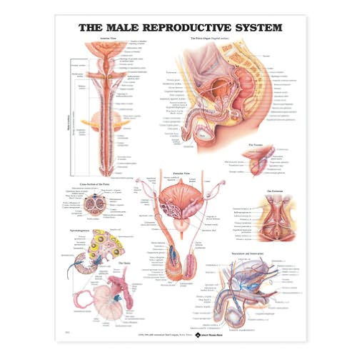 Cover for Anatomical Chart Com · The Male Reproductive System Anatomical Chart (Map) (2000)