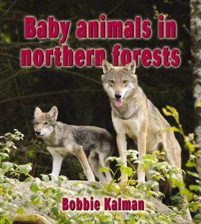Cover for Bobbie Kalman · Baby Animals in Northern Forests - The Habitats of Baby Animals (Paperback Book) (2013)
