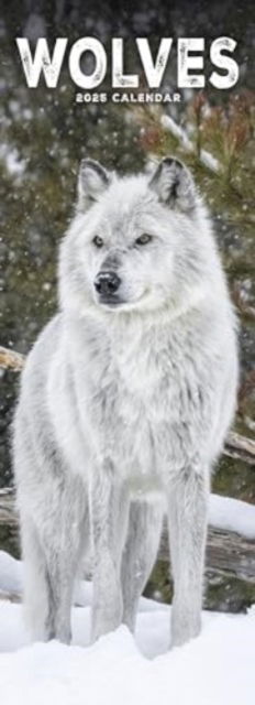 Wolves Slim Calendar 2025 Slimline Calendar - 12 Month - - Merchandise - Avonside Publishing Ltd - 9781804605318 - July 1, 2024