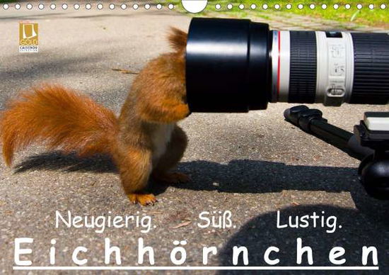 Eichhörnchen (Wandkalender 202 - Reichert - Książki -  - 9783671502318 - 