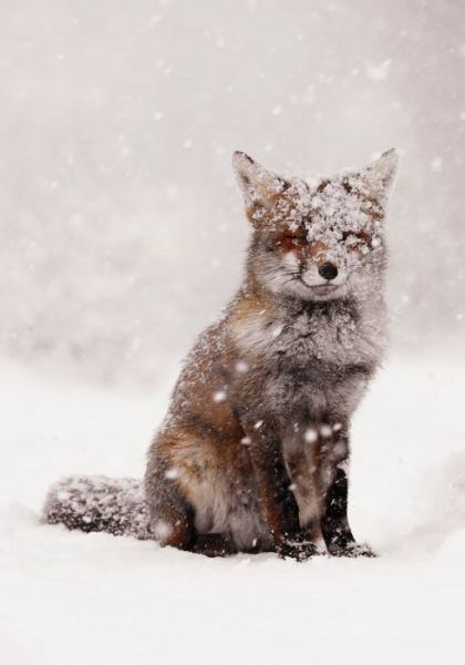 Snow Fox Notecards - Roeselien Raimond - Books - Galison - 9780735341319 - September 16, 2014