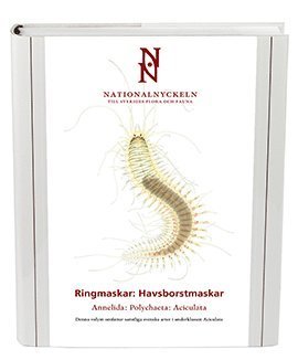 Nationalnyckeln : Ringmaskar: Havsborstmaskar = Annelida: Polychaeta - Nygren Arne - Libros - ArtDatabanken SLU - 9789187853319 - 19 de abril de 2018