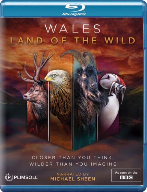 Wales: Land Of The Wild - Fox - Movies - DAZZLER - 5060352307320 - September 16, 2019