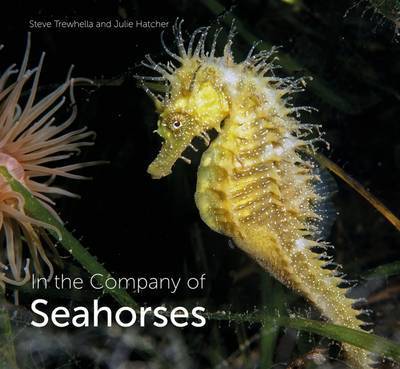 Cover for Steve Trewhella · In the Company of Seahorses (Hardcover Book) (2017)