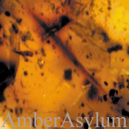 Cover for Amber Asylum · Frozen in Amber (2cd Digipak) (CD) [Digipak] (2016)