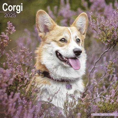 Cover for Corgi Calendar 2025 Square Dog Breed Wall Calendar - 16 Month (Kalender) (2024)