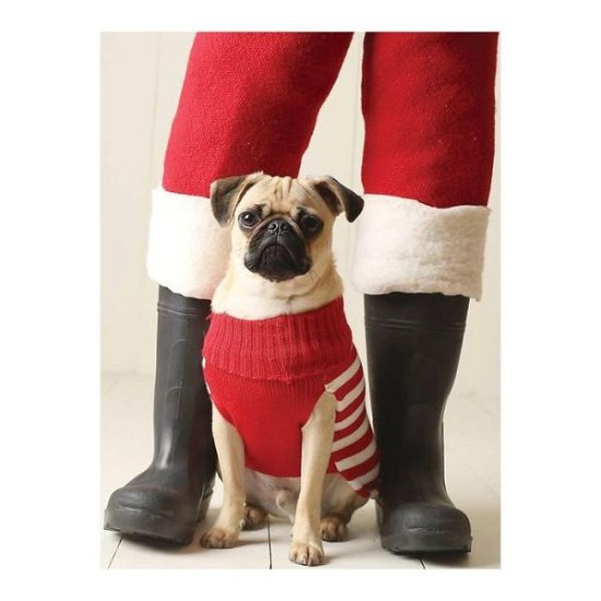 Cover for Galison · Pug Elf Notecards (Flashcards) (2017)
