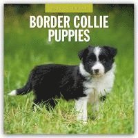 Cover for Red Robin · Border Collie Puppies 2025 Square Wall Calendar (Paperback Book) (2024)