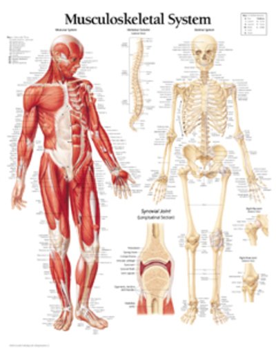 Scientific Publishing · Musculoskeletal System Paper Poster (Plakat) (2003)