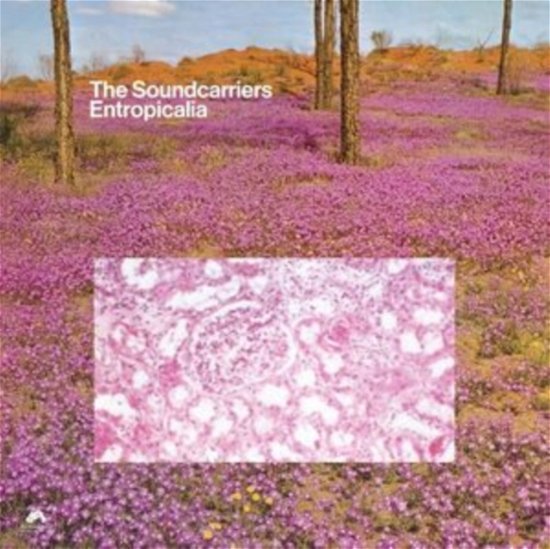 Cover for Soundcarriers · Entropicalia (CD) (2022)