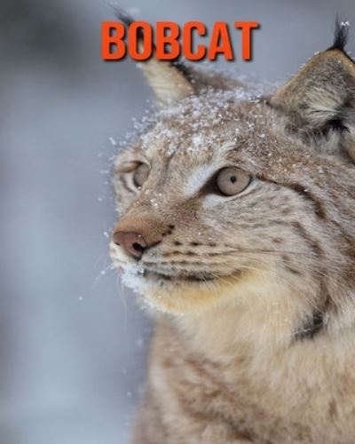 Bobcat - William Doyle - Książki - Independently Published - 9798694316323 - 6 października 2020