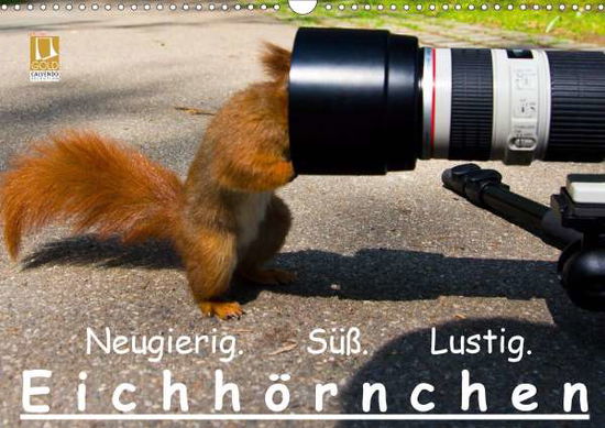 Eichhörnchen (Wandkalender 202 - Reichert - Książki -  - 9783671502325 - 