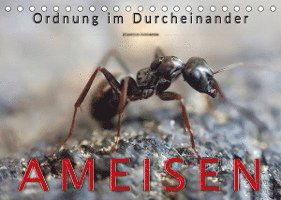 Cover for Peter Roder · Ameisen - Ordnung im Durcheinander (Tischkalender 2022 DIN A5 quer) (Calendar) (2021)