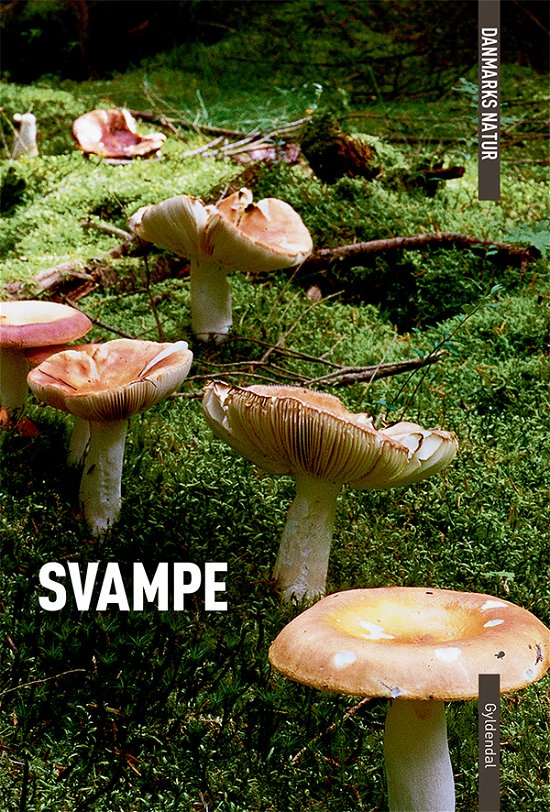Cover for Torben Gang Rasmussen · Danmarks Natur: DANMARKS NATUR Svampe (Hæftet bog) [2. udgave] (2012)