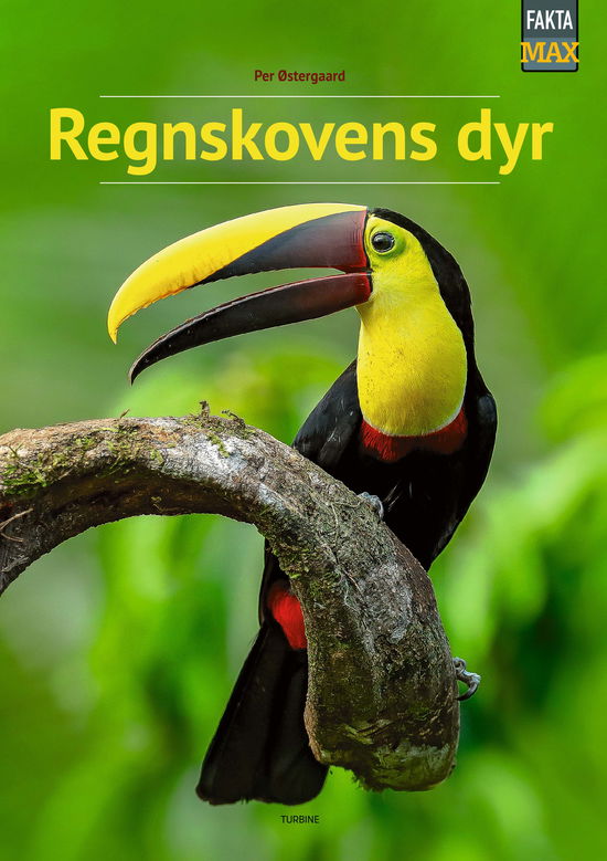 Cover for Per Østergaard · Fakta Max: Regnskovens dyr (Innbunden bok) [1. utgave] (2024)