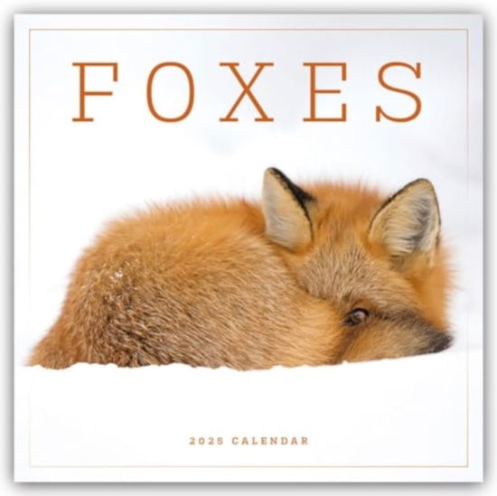 Cover for Carousel Calendars · Foxes Square Wall Calendar 2025 (Pocketbok) (2024)